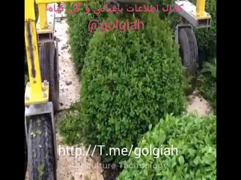 تصویری: چه زمانی نرگس را بعد از گلدهی هرس می کنیم؟ آیا شما نیاز به هرس دارید؟ چگونه می توان برگهای نرگس کم رنگ را به درستی برش داد؟