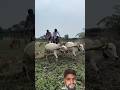 Wait for end#funny#comedy#gaon #kisan #friends #khet #malik #bailgadi#harshpushptode #newthought