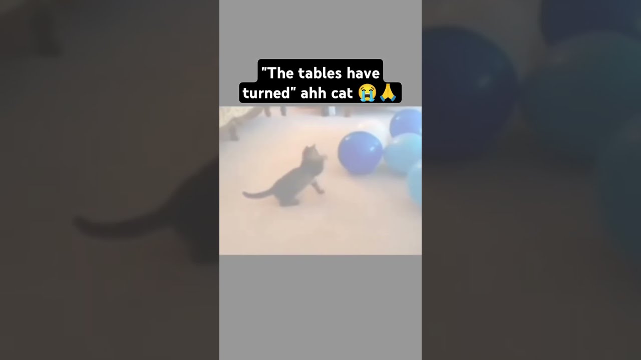 It Was Even On Beat Cats Viral Funnymemes Brazilianfunk
