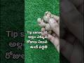 అల్లం ఎక్కువ రోజులు నిలువ ఉంటడం ఎలా అని ఆలోచిస్తున్నారా? #trending #tips #viralvideo #kitchen #అల్లం