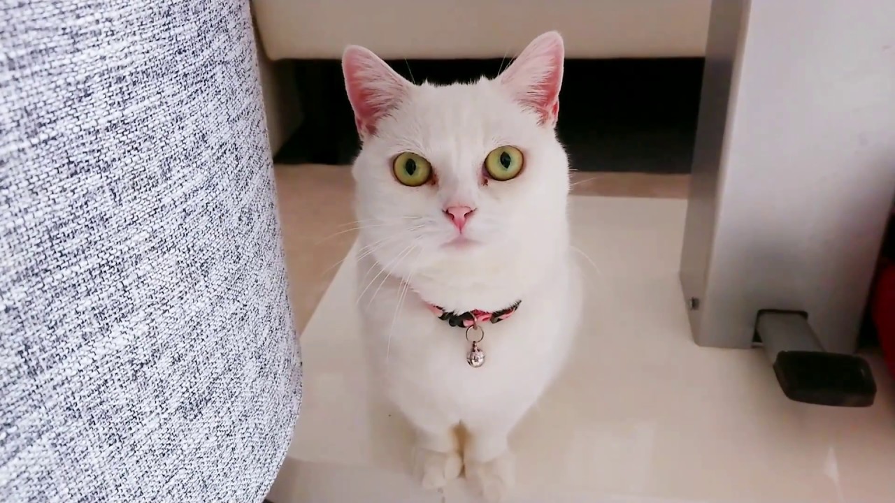 甘え鳴きする白いネコ Youtube