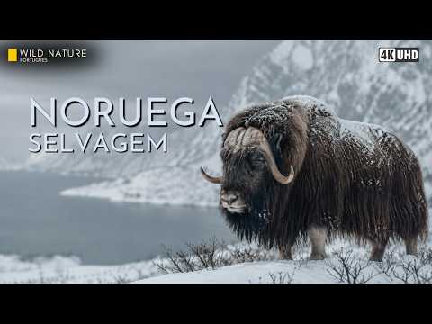 COMO OS ANIMAIS SOBREVIVEM AO INVERNO IMPLACÁVEL DA NORUEGA | Documentário Animal