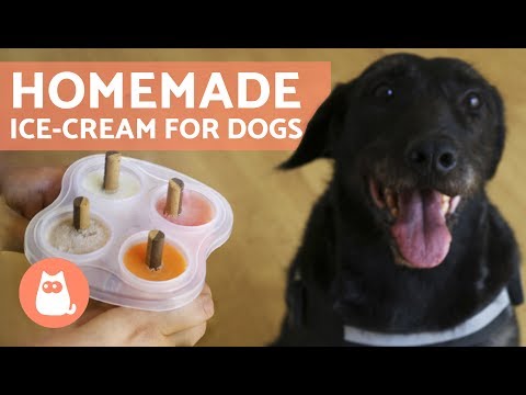 Video: Dog-Friendly Treats: saldējums mūsu Yorkie
