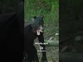 موظف حكومي باليابان تحوّل إلى دب ليوم كامل! 😳🐻