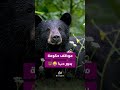 موظف حكومي باليابان تحوّل إلى دب ليوم كامل! 😳🐻