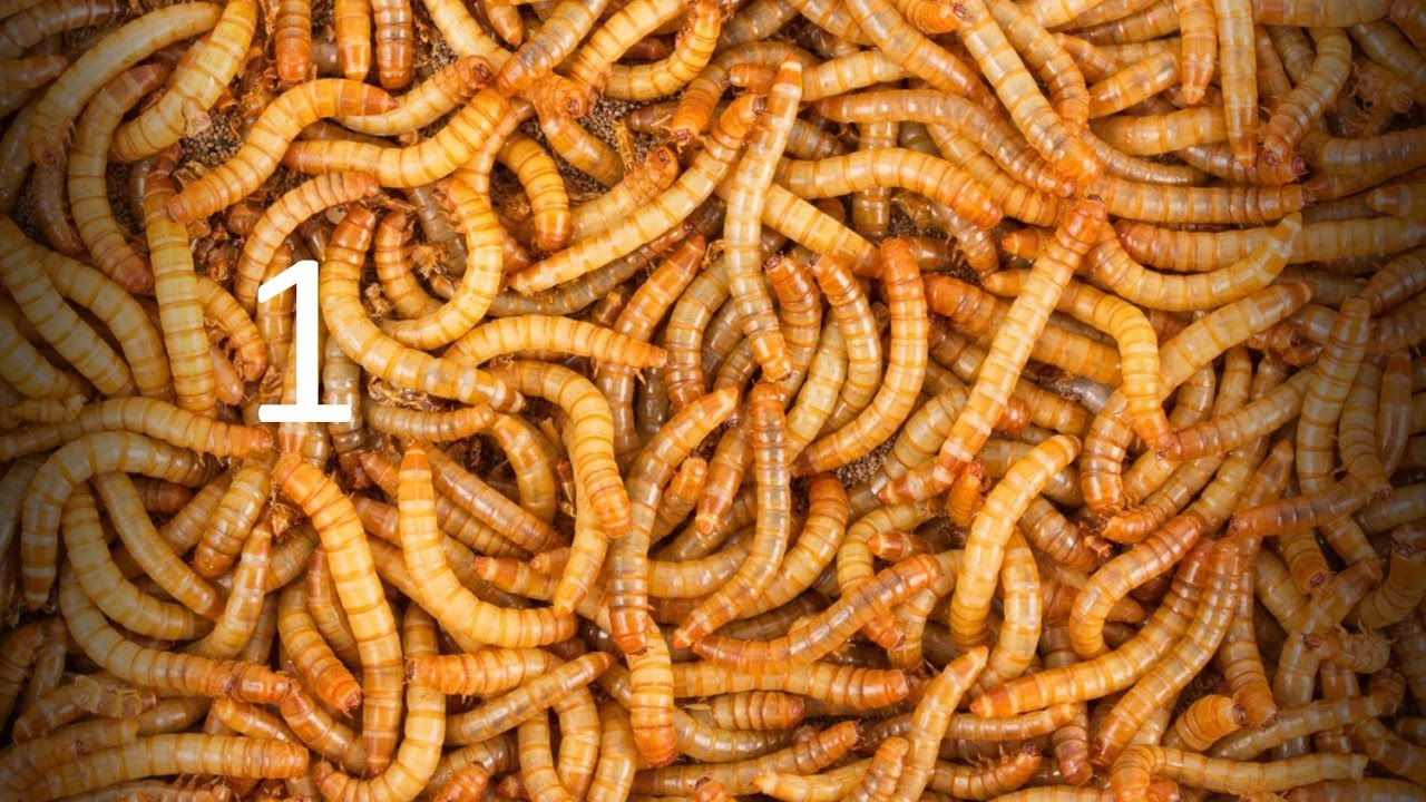 تربية الميل ورم (دود القبابي)و رعايته 