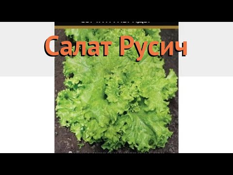 Салат обыкновенный Русич Листовой (rusich) 🌿 обзор: как сажать, семена салата Русич Листовой Салат обыкновенный Русич Листовой (rusich) 🌿 обзор: как сажать, семена салата Русич Листовой