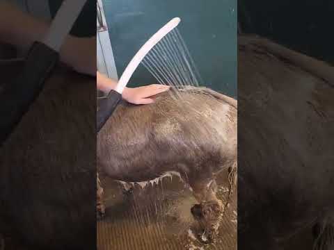 Miniature Donkey Bath