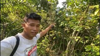 SAYANG SEKALI PIKAT BURUNG BANYAK YANG BONCOS, MIKAT BURUNG LIAR GELATIK KUTILANG DAN KAPASAN KEMIRI