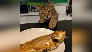 Смешные видео про кошек и котов Ноябрь 2019 Смешные коты и кошки приколы 2019 funny cats #104