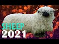Sheep Horoscope 2021 |✩| Born 1931, 1943, 1955, 1967, 1979, 1991, 2003, 2015