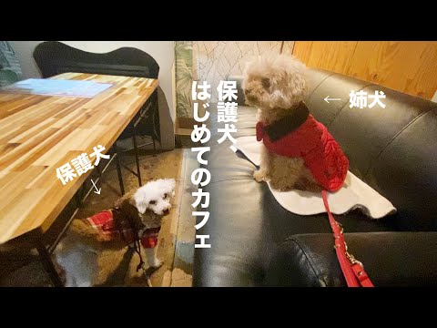 保護犬と姉犬、ドキドキのカフェデビュー！【Day9】