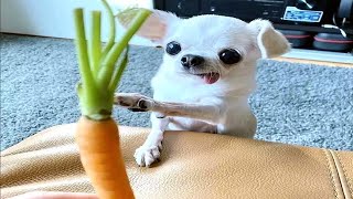 Funny animals | Funny cats and dogs | Funny animal videos 2023 #25