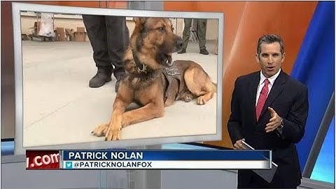 REDDI—Regional Explosives Detection Dog Initiative