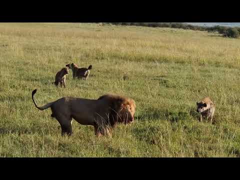 The Lion Kills in Kenya - Maasai Mara