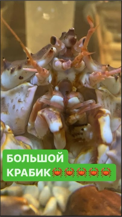 Большой крабик 🦀🦀🦀🦀🦀🦀🦀 #яипапа #karate #крабик - YouTube