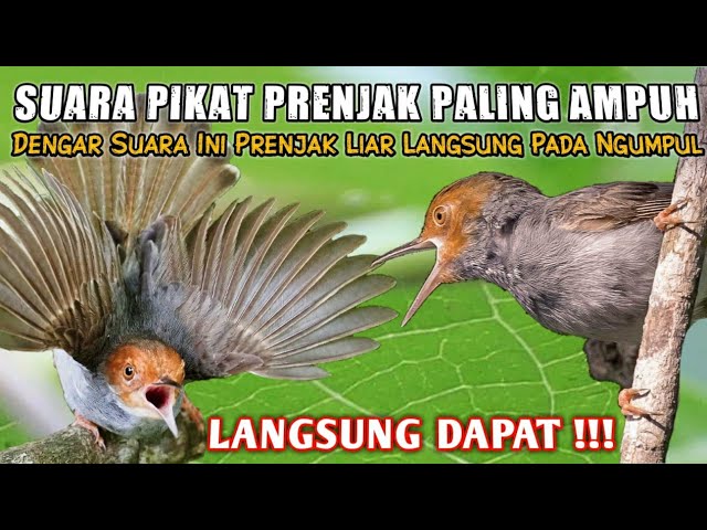 SUARA PIKAT PRENJAK KEPALA MERAH SEKALI PUTAR LANGSUNG NGUMPUL #prenjakpikat class=