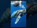 WATCH THIS HUMPBACK WHALE EXHALE DEEP UNDER THE SEA #Humpback #Underwater