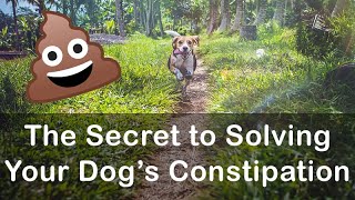 This Secret Ingredient Will Solve All of Your Dog's Constipation Problems!