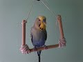 Diy Parrot Swing