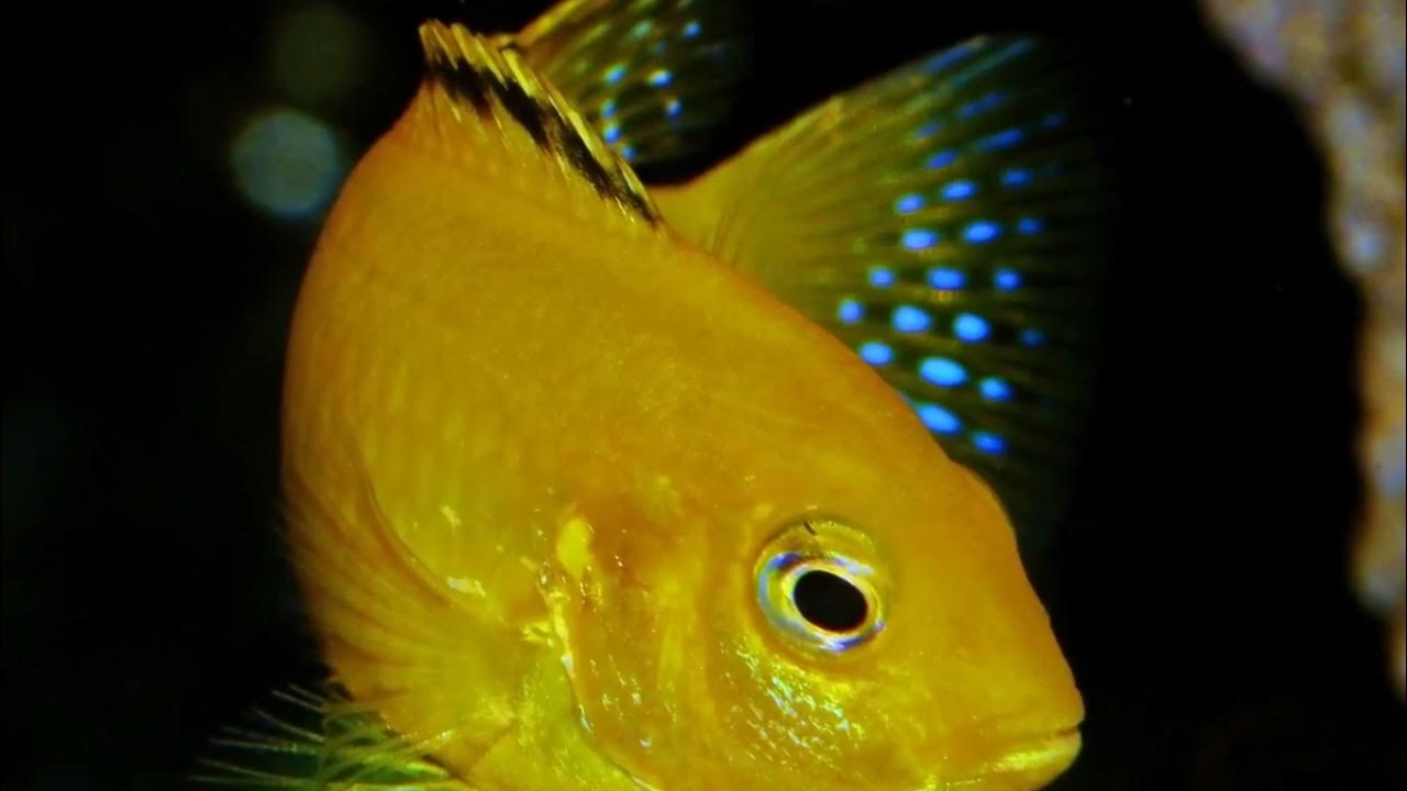 is Severum fish aggressive? aquarius nature viral YouTube