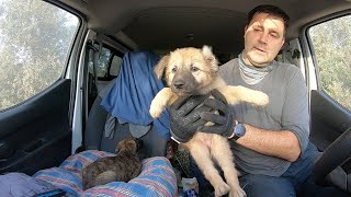 Спасение щенков! Ника и Джой  два маленьких щенка, которых я нашел под железным контейнером.