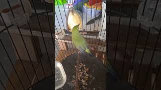 pleci nembak tulit tulit dan kunti