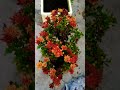 Red Yellowish Chrysanthemum Red Yellowish Chrysanthemum