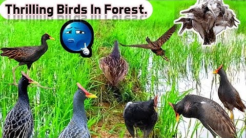 Thrilling Bird Hunt in the Deep Forest #birdhunting #ruakruakking #sabscribe now 🔔🐦🐦