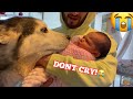 Concerned Husky Does Everything She Can To Stop My Newborn Baby Crying!! [SHE BRINGS TOYS!!]