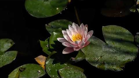 سوره‌تی يس ( یاسین )  به‌ده‌نگی شیخ ماهر المعيقلي به‌ته‌فسیری کوردی