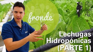 BOQUERÍA/ Lechugas Hidropónicas / PARTE 1