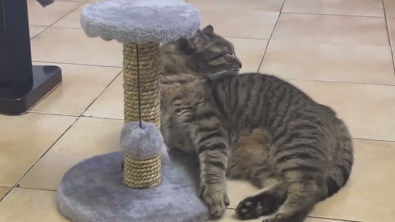 #Cat