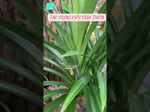 Tác Dụng Của