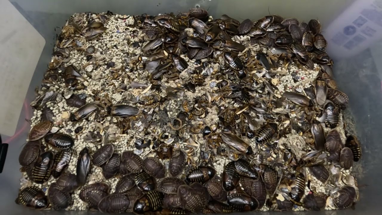 Larva Lullaby: Warm Practical