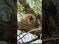 Hornero Nest Spotted in a Tree | Nature's Master Builder | #RufousHornero