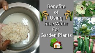 Benefits of using Rice water for garden plants | Organic fertilizer |@Seed Basket