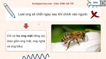 Trò chơi khởi động Công dân 6 Cánh diều bài 4: Tôn trọng sự thật | AI GDCD 6 CD