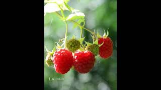 Ready To The Yummy Raspberry From The Tree - Agri Fruit