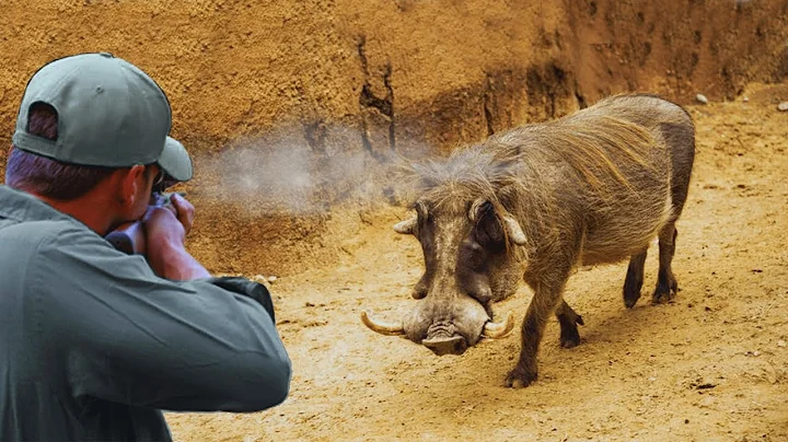 DANGEROUS Wild Boar Hunts | 50 Insane Close Calls & Epic Pursuits! #hoghunt #wildboar #wildpig