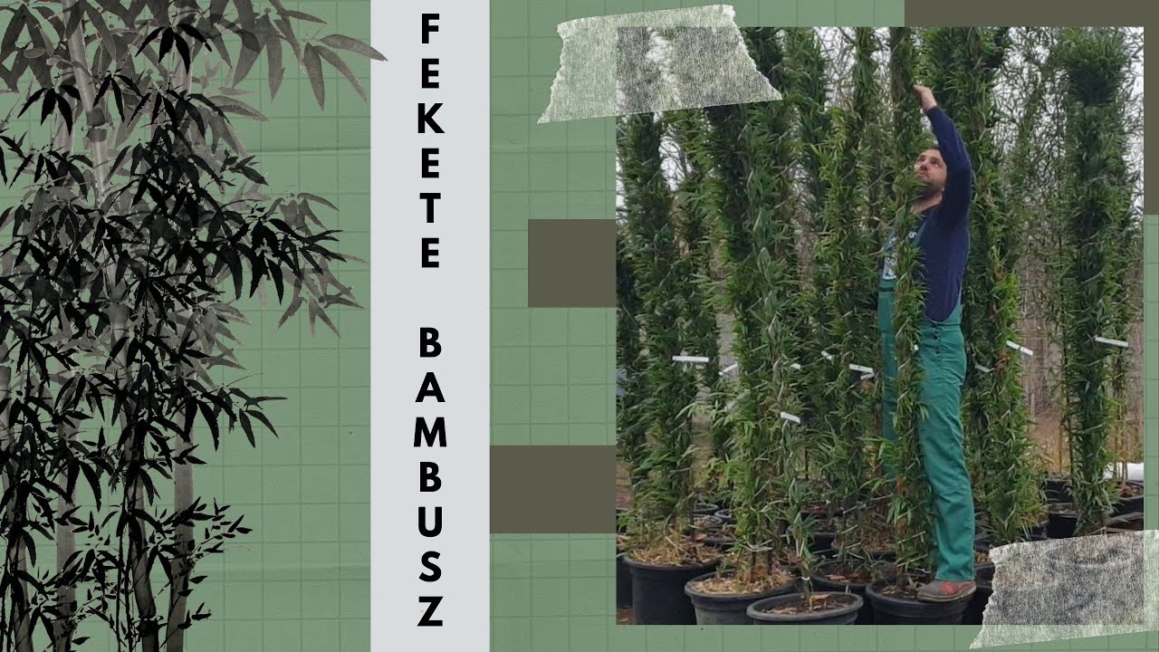 Phyllostachys nigra – Fekete bambusz | Zöld levelek, CSODÁLATOS fekete szárak