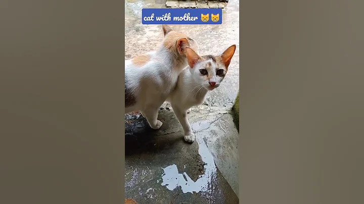 Watch the video about Cat 😱😺 with his mother#shorts #viral #funny