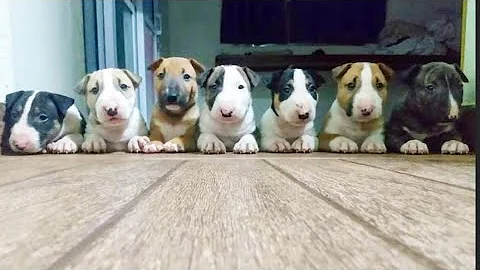Qual o preço de um filhote de bull terrier?