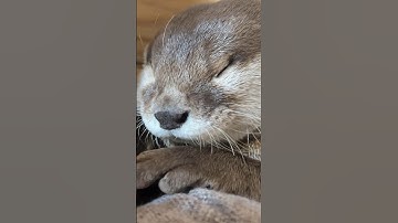 寝相が悪すぎるカワウソ😂😂 #shorts #aty #otter #WaterSausage