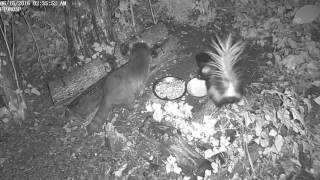 Raccoon and Skunk Sharing Food Tray (begrudgingly)