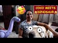 COCO MEETS A DINOSAUR | COCO DIDN&#39;T LIKE IT | WATCH THE FUNNY VIDEO FOR COCO&#39;S HILARIOUS REACTION🤣🤣🤣