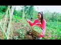 Planting, Harvesting & Cooking String Beans/Sitaw-BUHAY PROBINSYA