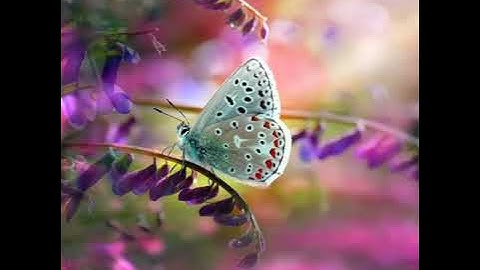 عم يتساءلون عن النبأ العظيم....القارئ الشيخ احمد العجمي