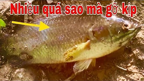 VỀ LAI VUNG CÂU CÁ (TẬP 2) DÍNH CÁ KO KỊP GỠ// Fishing