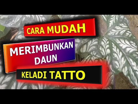 KELADI TATO CARA MERIMBUNKAN DAUN KELADI TATTO CERCESTIS MIRABILIS